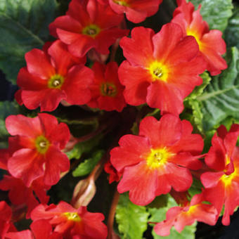 Primula 'Wanda Tomato Red'