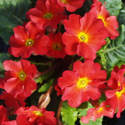 Primula 'Wanda Tomato Red' - 