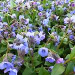 Pulmonaria angustifolia 'Blue Ensign' - Pulmonaria angustifolia 'Blue Ensign'