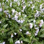 Pulmonaria 'Opal' - 