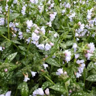 Pulmonaria 'Opal'