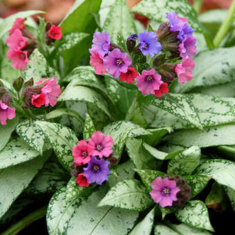 Pulmonaria 'Silver Bouquet'