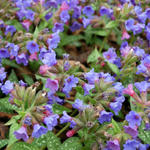 Pulmonaria 'Trevi Fountain' - Pulmonaria 'Trevi Fountain'