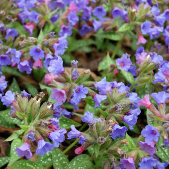 Pulmonaria 'Trevi Fountain'