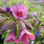 Pulmonaria 'Victorian Brooch' - 