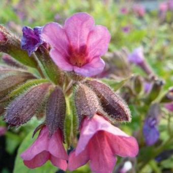 Pulmonaria 'Victorian Brooch'