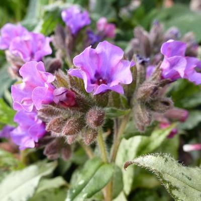 Pulmonaria longifolia 'Diana Clare' - 