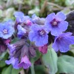 Pulmonaria officinalis - Geflecktes Lungenkraut