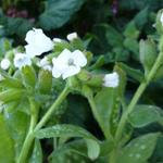 Pulmonaria officinalis 'Sissinghurst White' - Pulmonaria officinalis 'Sissinghurst White'