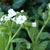 Pulmonaria officinalis 'Sissinghurst White'