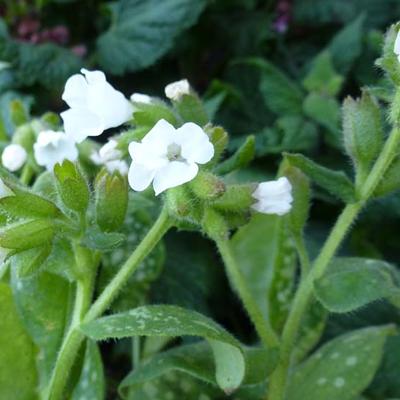 Pulmonaria officinalis 'Sissinghurst White' - 