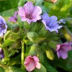 Pulmonaria officinalis 'Wuppertal' - 