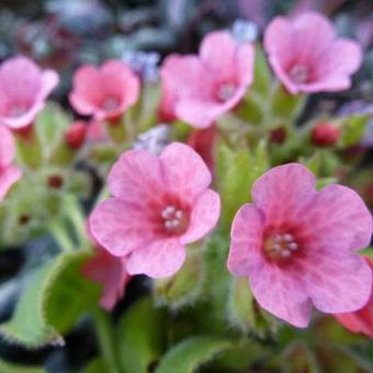 Pulmonaria rubra