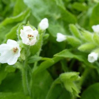 Pulmonaria rubra var. albocorollata