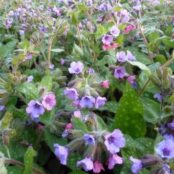 Pulmonaria saccharata 'Mrs. Moon'