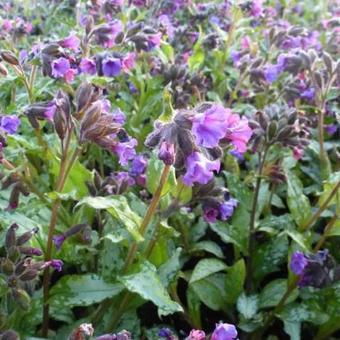 Pulmonaria saccharata 'Silverado'