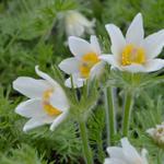 Pulsatilla vulgaris 'Alba' - 