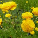 Ranunculus acris 'Multiplex' - 