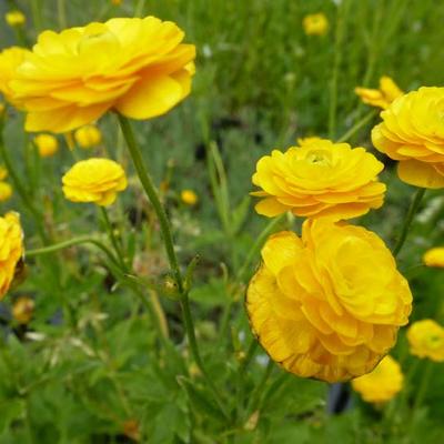 Ranunculus acris 'Multiplex' - 