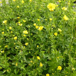 Ranunculus acris 'Stevenii' - 