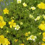 Ranunculus acris 'Sulphureus' - 