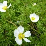 Ranunculus aquatilis - Gewöhnlicher Wasserhahnenfuß