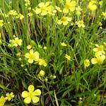 Ranunculus flammula - Brennender Hahnenfuß