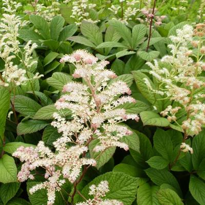 Rodgersia aesculifolia - RODGERSIE À FEUILLES DE MARRONNIER