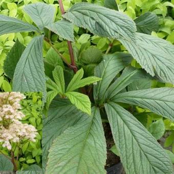 Rodgersia henrici