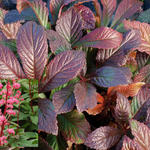 Rodgersia pinnata 'Bronze Peacock' - Rodgersia pinnata 'Bronze Peacock'