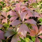 Rodgersia podophylla 'Braunlaub' - 