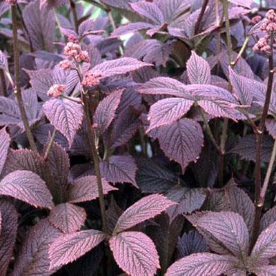 Rodgersia pinnata 'Chocolate Wings' - Rodgersia pinnata 'Chocolate Wings'