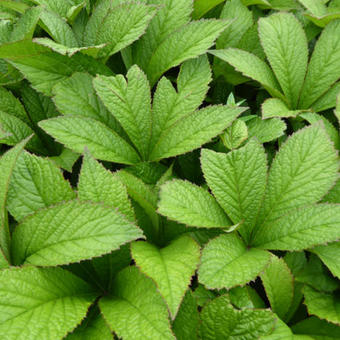 Rodgersia pinnata 'Crug Cardinal'