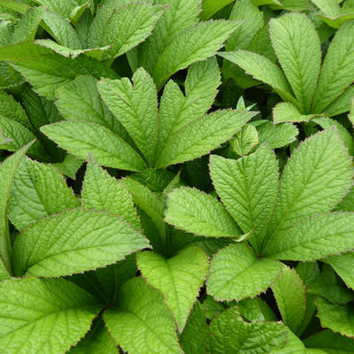 Rodgersia pinnata 'Crug Cardinal' - 