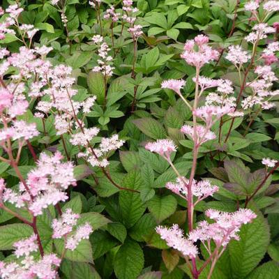 Rodgersia pinnata 'Hanna' - 