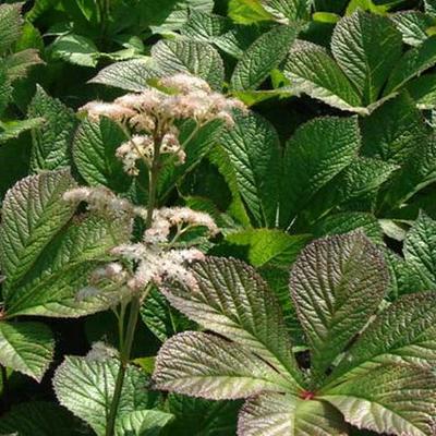 Rodgersia pinnata 'Hercules' - 