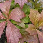 Rodgersia podophylla 'Rotlaub' - Rodgersia podophylla 'Rotlaub'