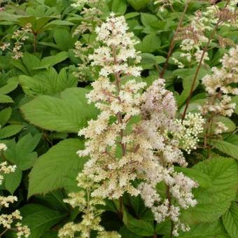 Rodgersia sambucifolia