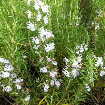 Rosmarinus officinalis f. albiflorus