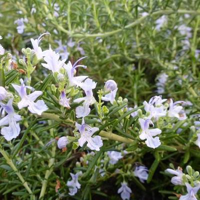 Rosmarinus officinalis 'Capri' - 