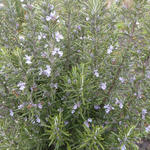 Rosmarinus officinalis 'Miss Jessopp's Upright' - 