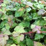 RONCE CHINOIS - Rubus tricolor