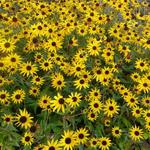 Rudbeckia fulgida 'Early Bird Gold' - 