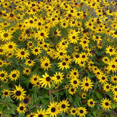 Rudbeckia fulgida 'Early Bird Gold' - 