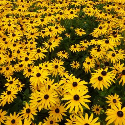 Rudbeckia fulgida var. sullivantii 'Goldsturm' - 