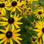 Rudbeckia fulgida var. sullivantii 'Little Goldstar' - Rudbeckia fulgida 'Little Goldstar'