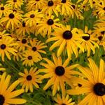 Rudbeckia fulgida var. deamii - Rudbeckia fulgida var. deamii