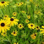 Rudbeckia fulgida var. speciosa - 