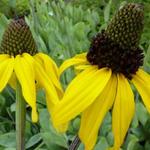 Rudbeckia maxima - Riesen-Sonnenhut - Rudbeckia maxima