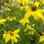 Rudbeckia nitida 'Herbstsonne' - 